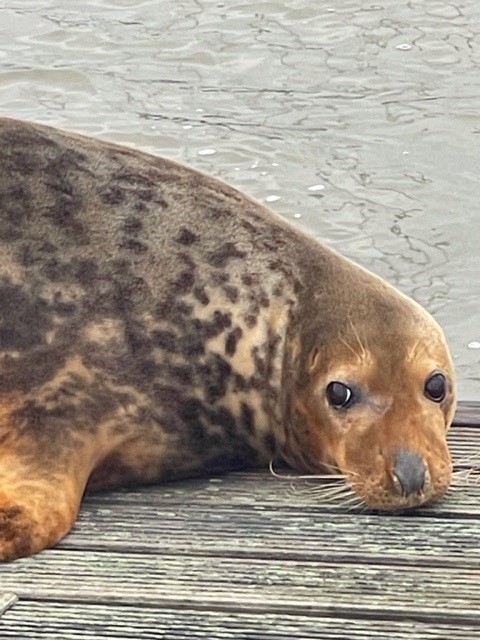 SealPontoon